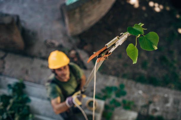 Long Neck, DE  Tree Services Company