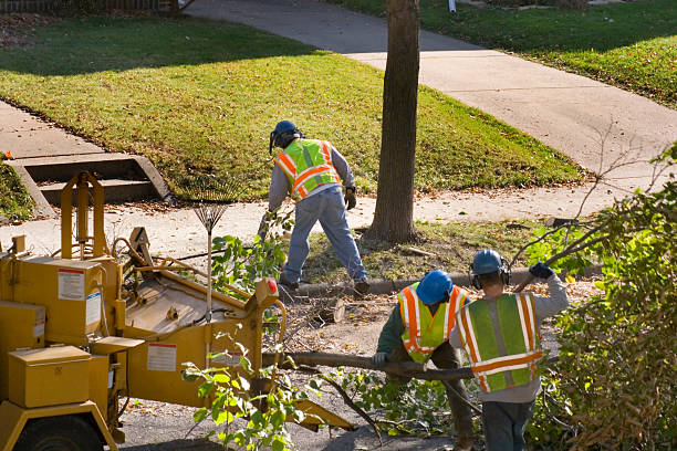 Why Choose Our Tree Removal Services in Long Neck, DE?